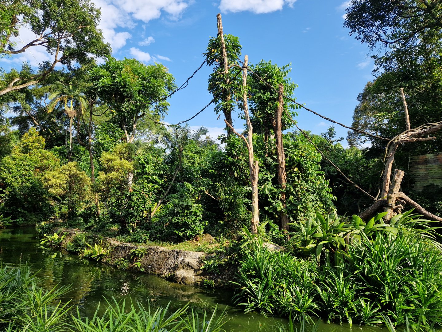 Buff-cheeked gibbon exhibit