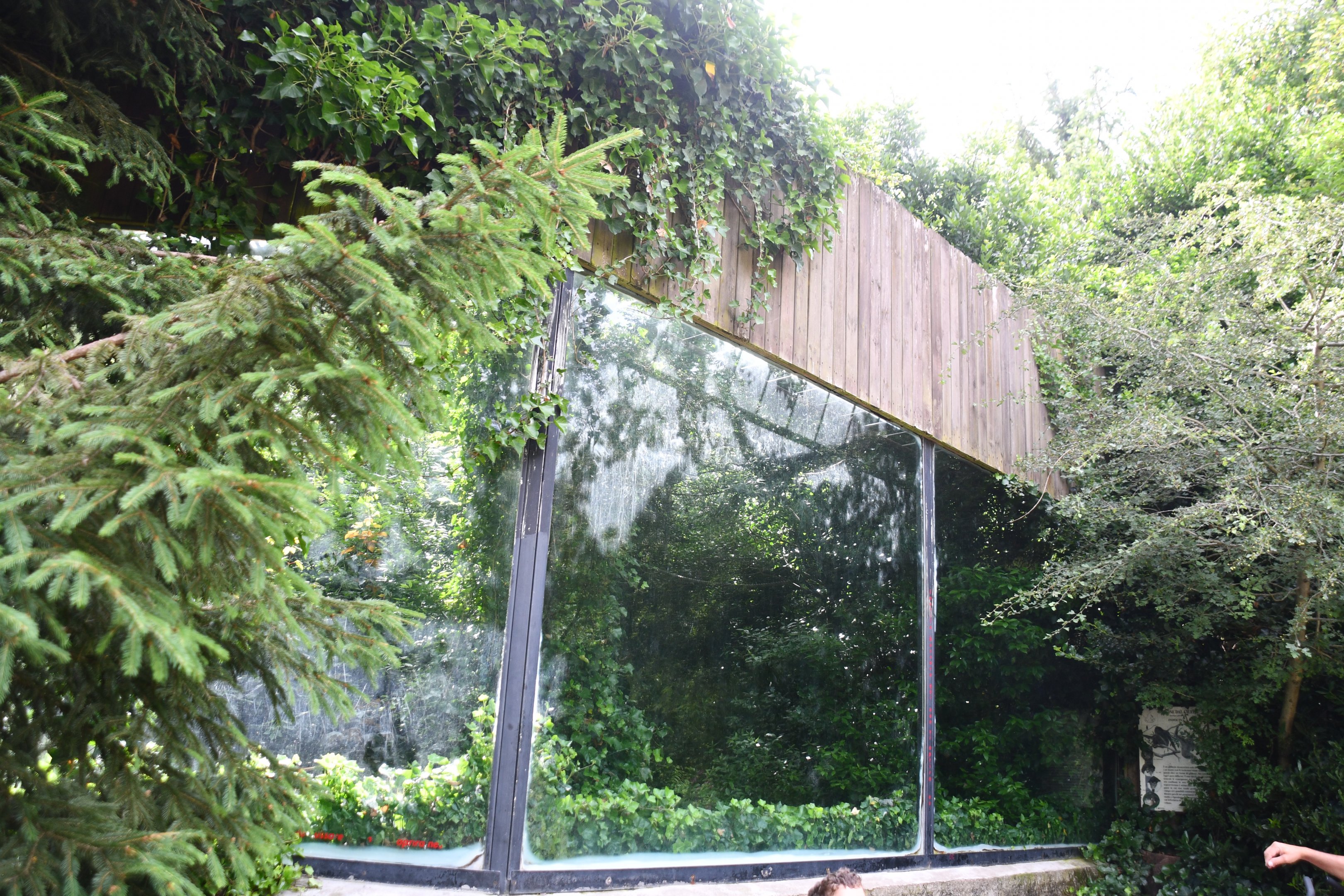 Buff-cheeked Gibbon exhibit