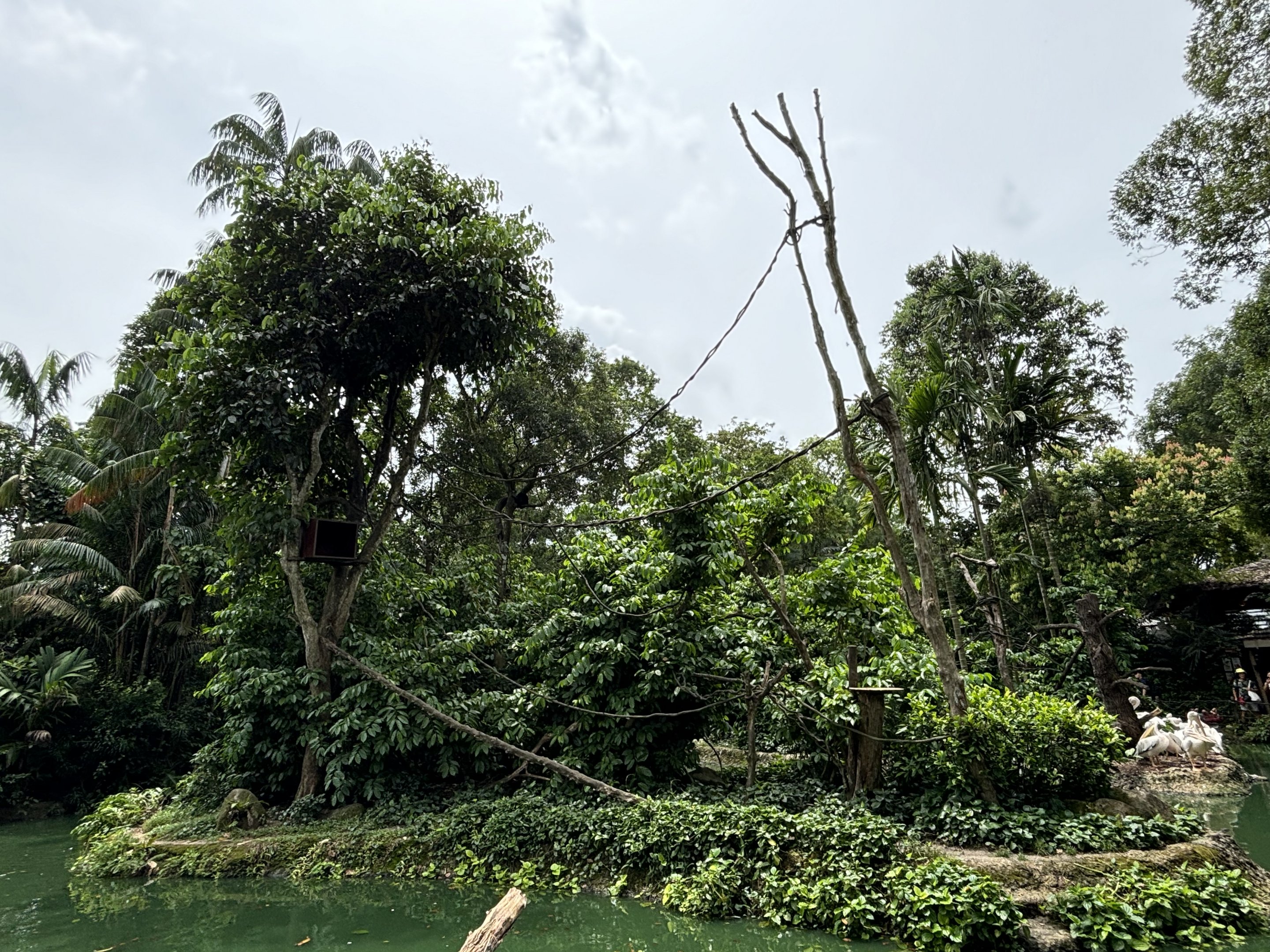 Buff-cheeked Gibbon Exhibit