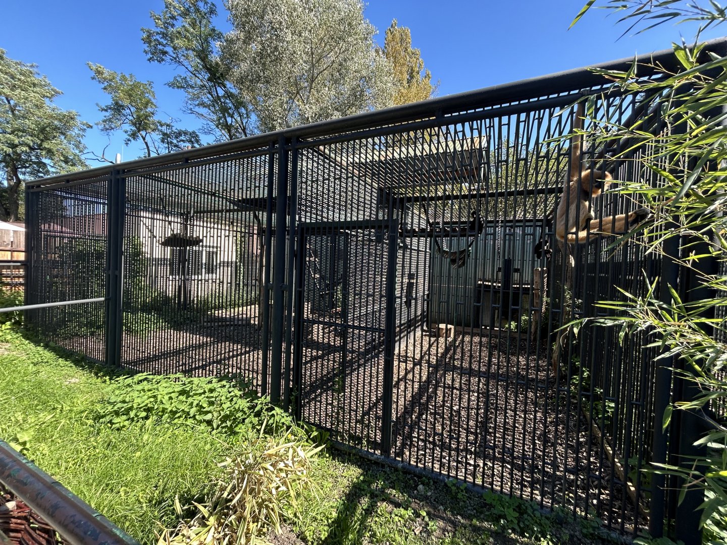 Buff-cheeked Gibbon Exhibit