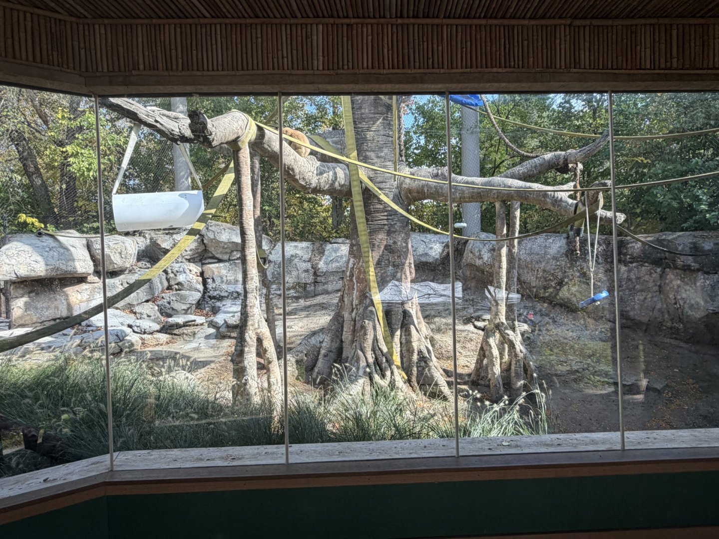 buff-cheeked gibbon exhibit