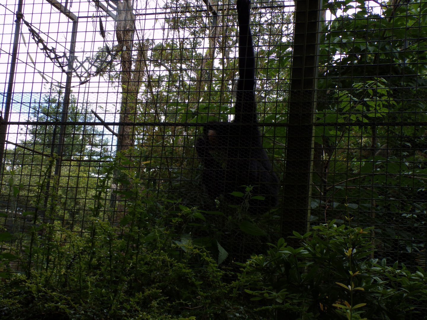 Buff cheeked gibbon feeding 17.7.23
