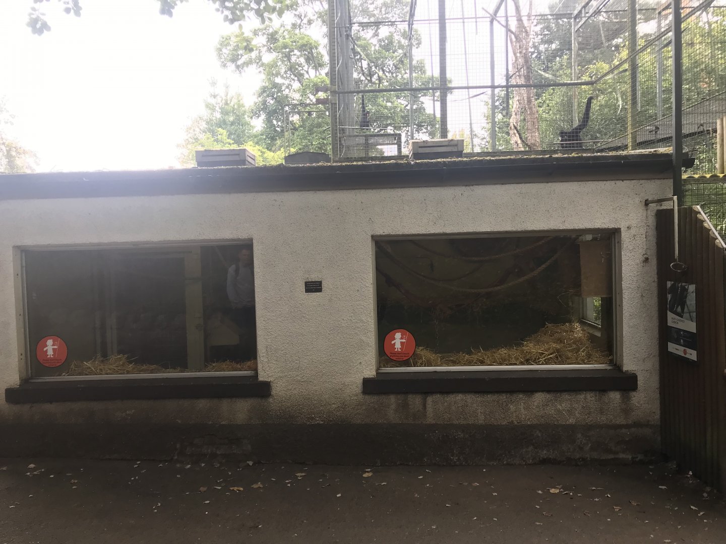 Buff cheeked gibbon house