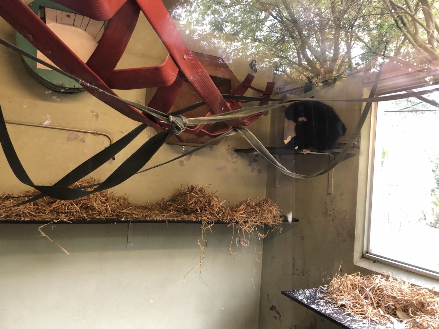 Buff-cheeked Gibbon Indoor Enclosure at Edinburgh Zoo (2020)