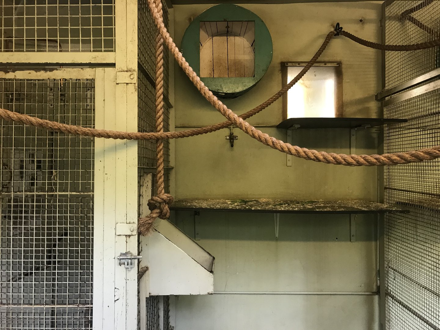 Buff cheeked gibbon indoors (2)