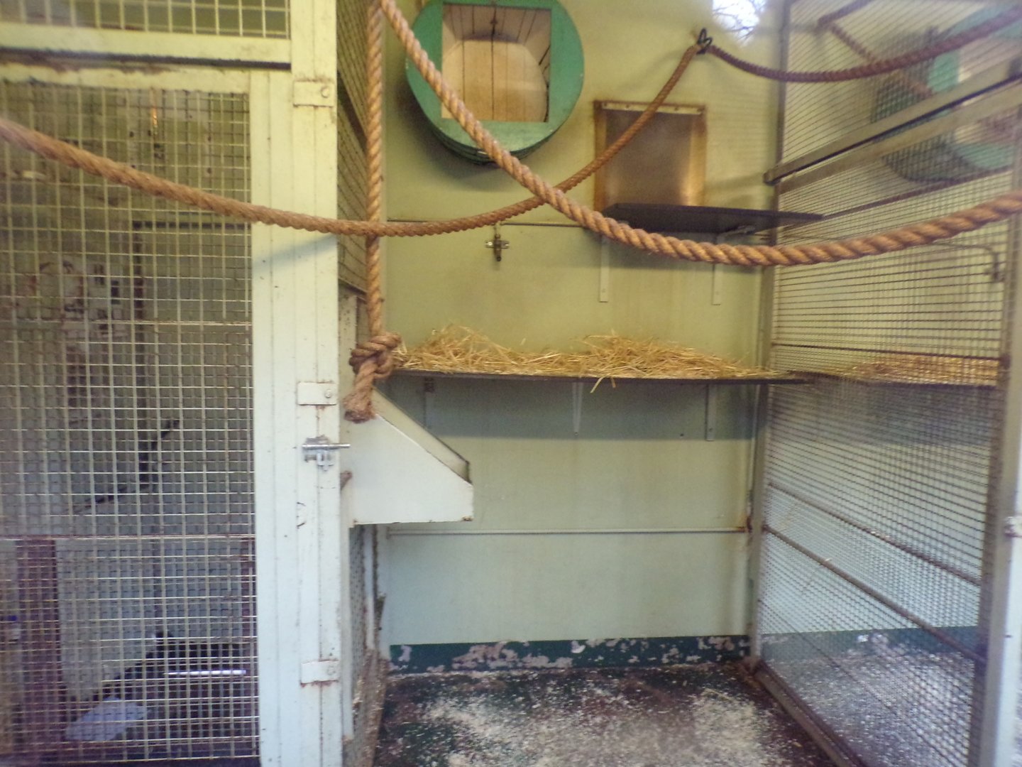 Buff-cheeked gibbon indoors (2)