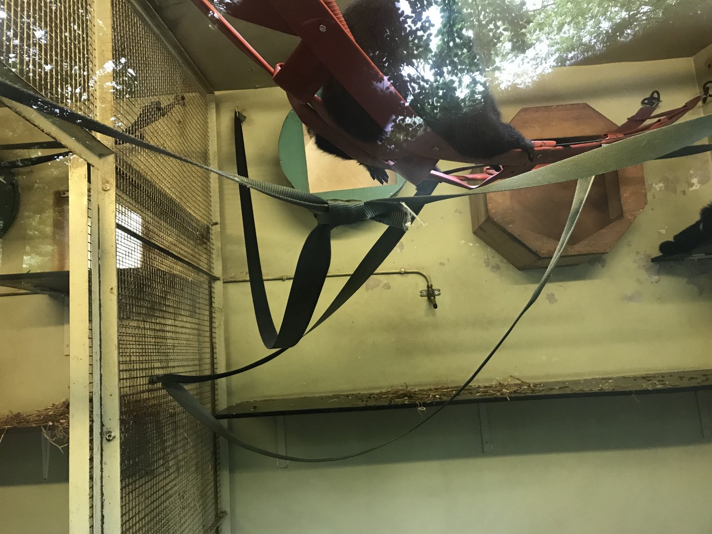 Buff cheeked gibbon indoors