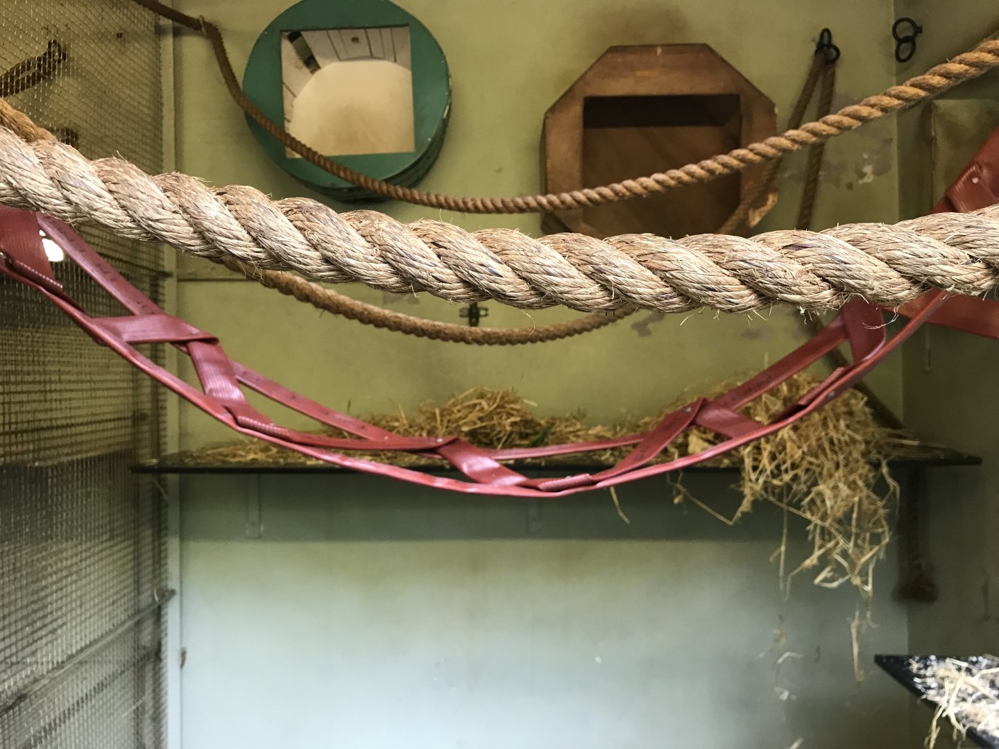 Buff cheeked gibbon indoors