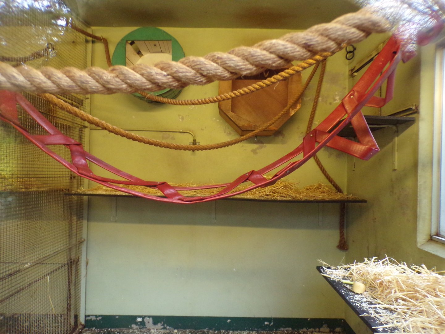 Buff-cheeked gibbon indoors