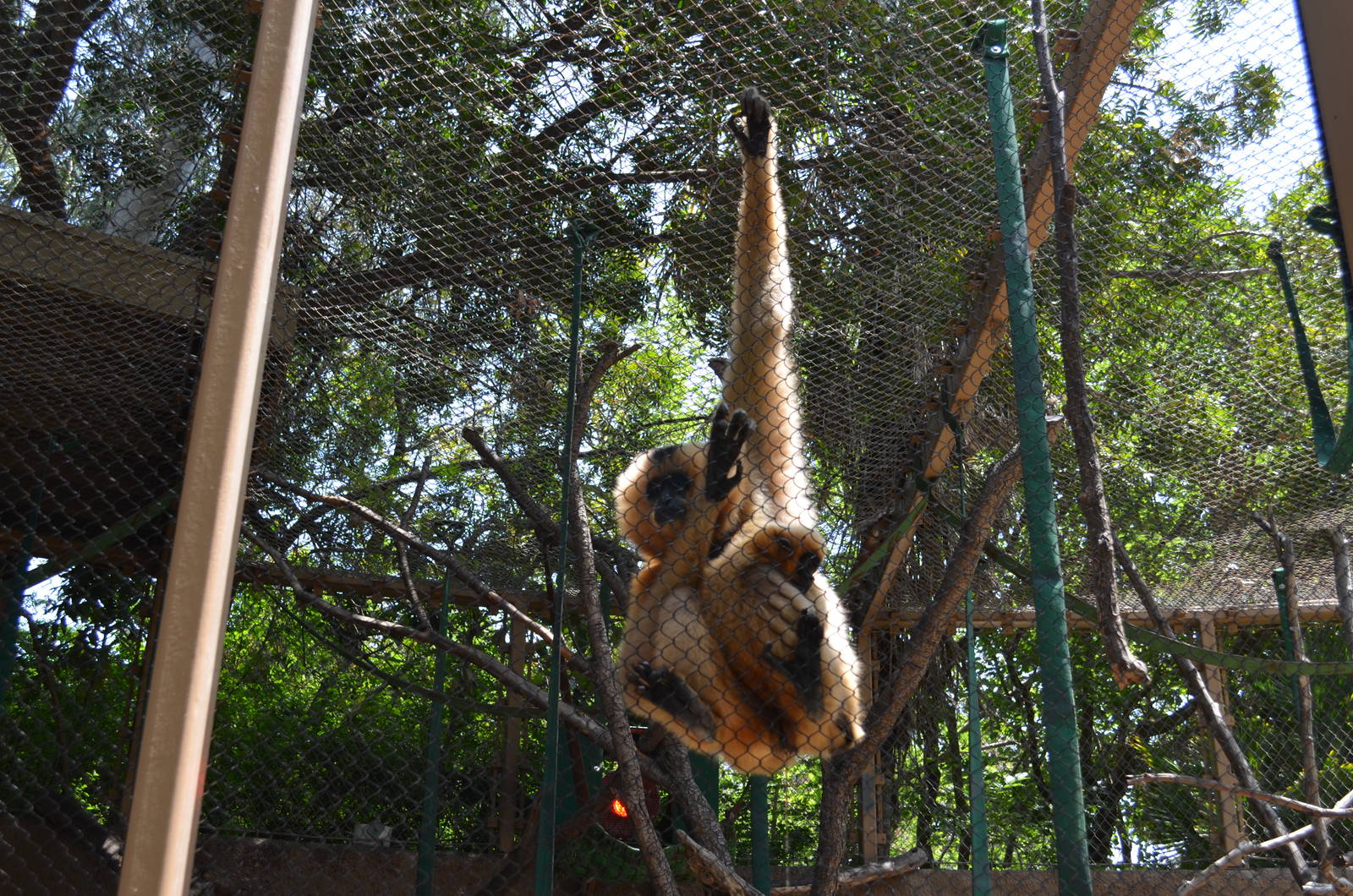 Buff-cheeked Gibbon Mother and Youngster