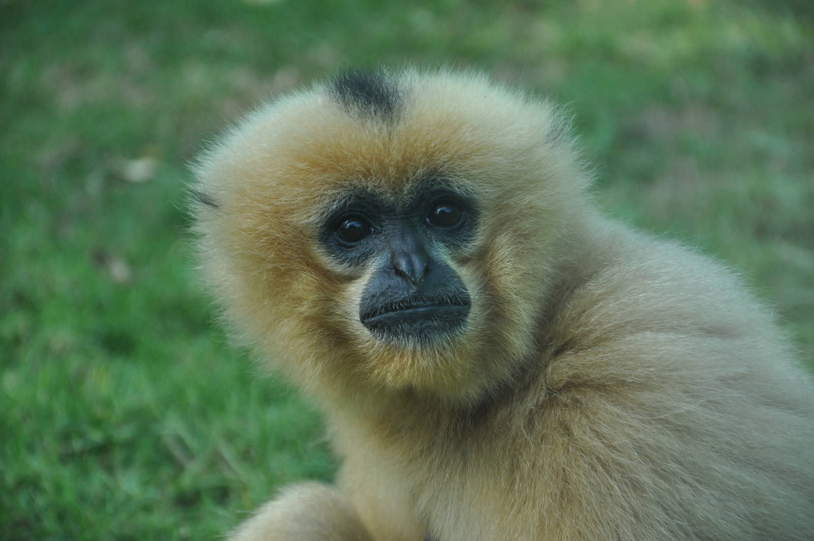 Buff-cheeked gibbon/ Nomascus gabriellae - female