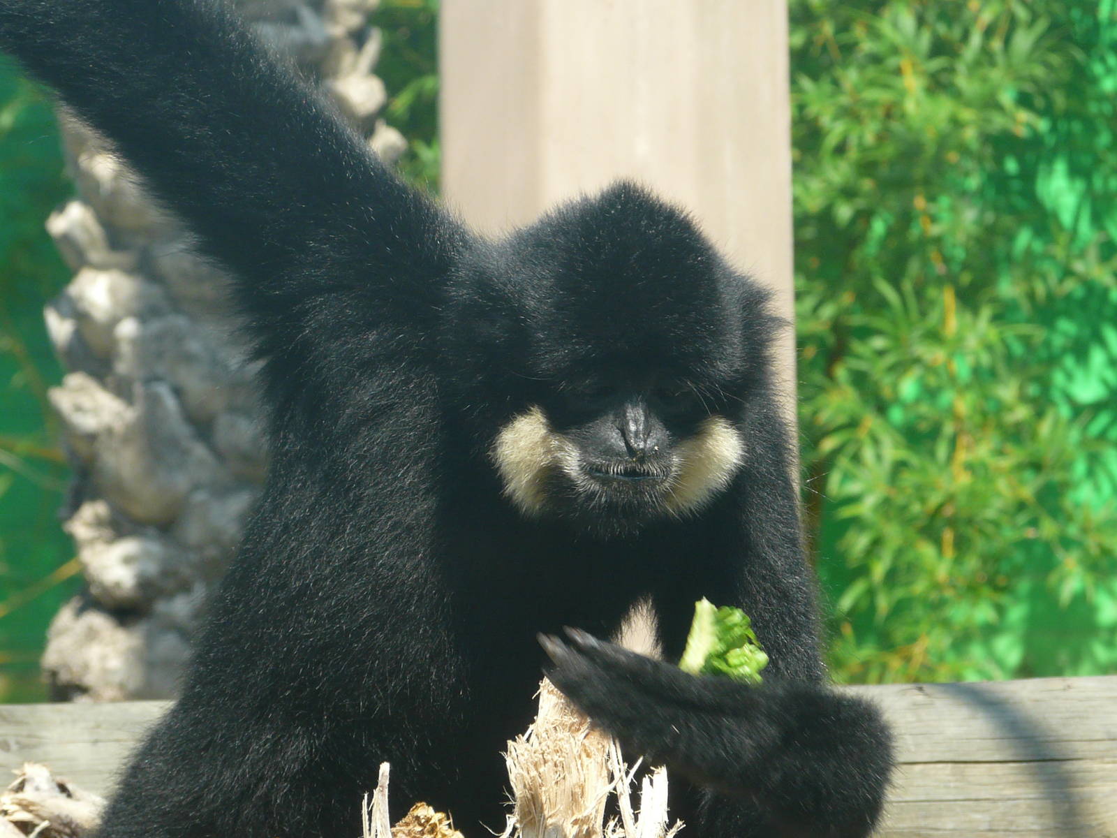 Buff-cheeked gibbon/ Nomascus gabriellae