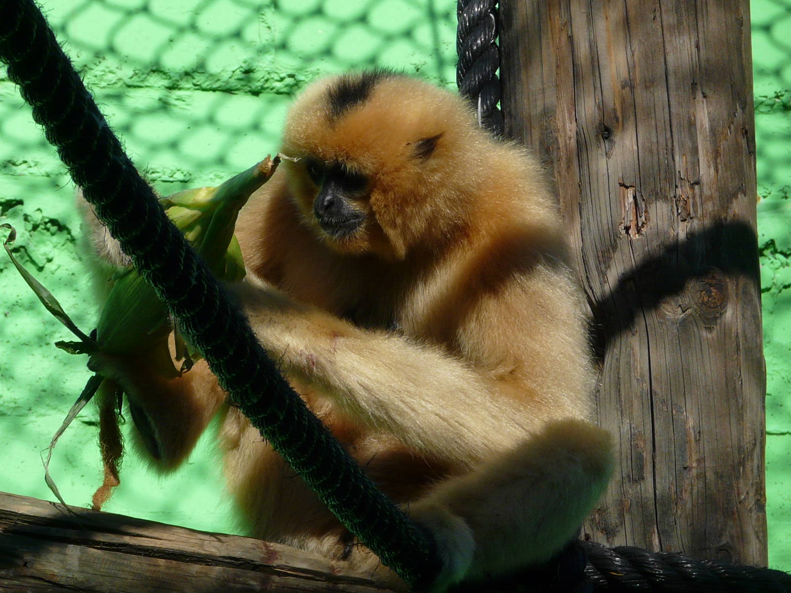 Buff-cheeked gibbon/ Nomascus gabriellae