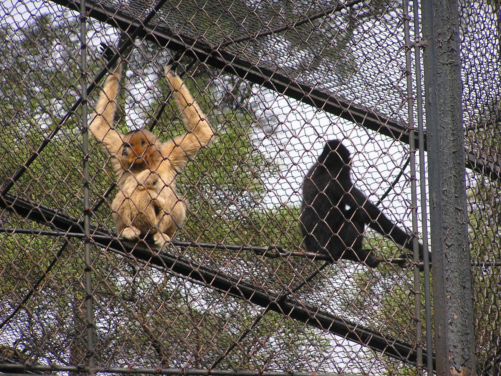 Buff-cheeked gibbon/ Nomascus gabriellae