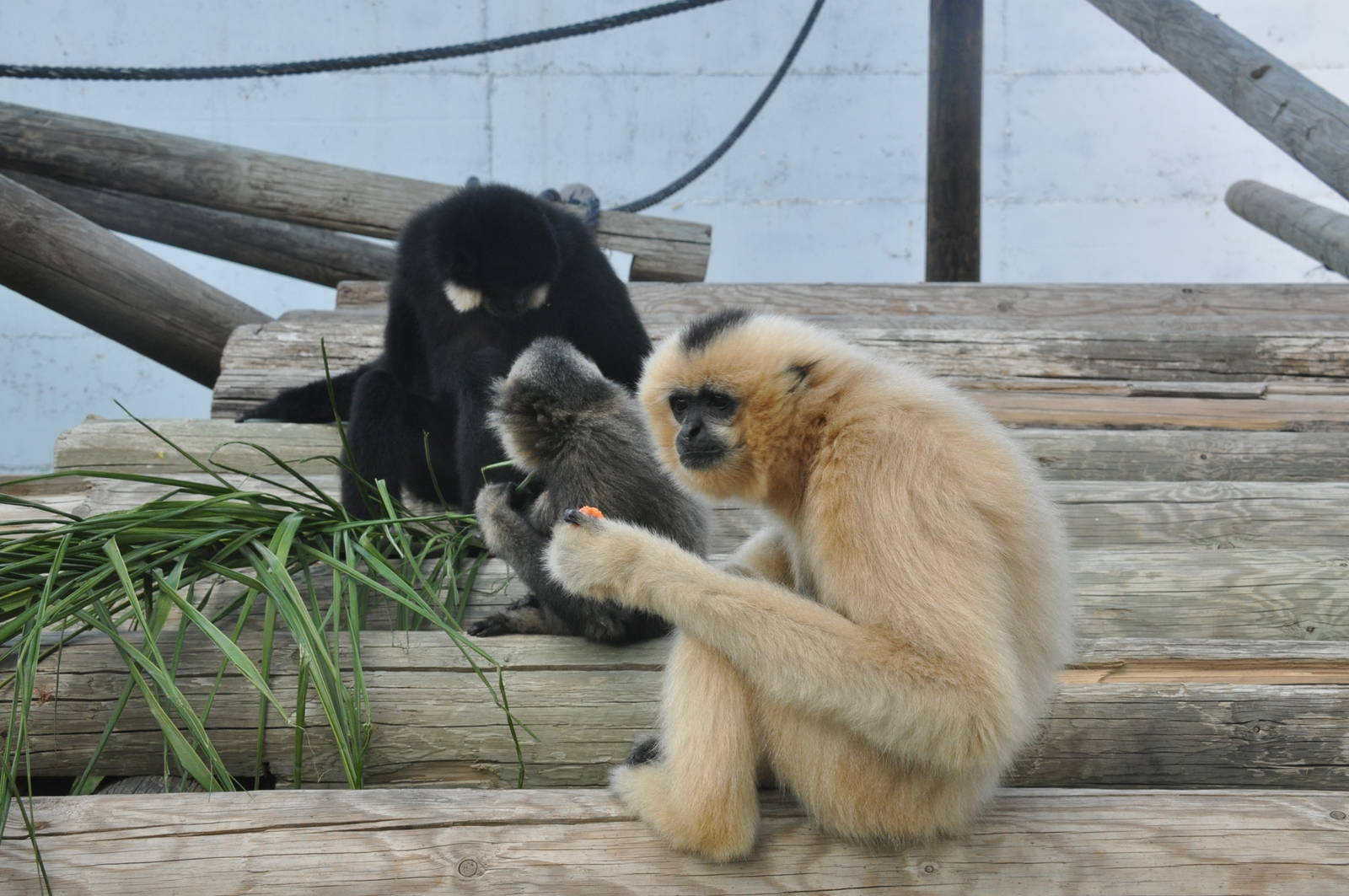 Buff-cheeked gibbon/ Nomascus gabriellae
