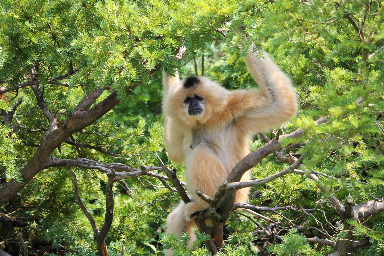 Buff-cheeked gibbon (Nomascus gabriellae)