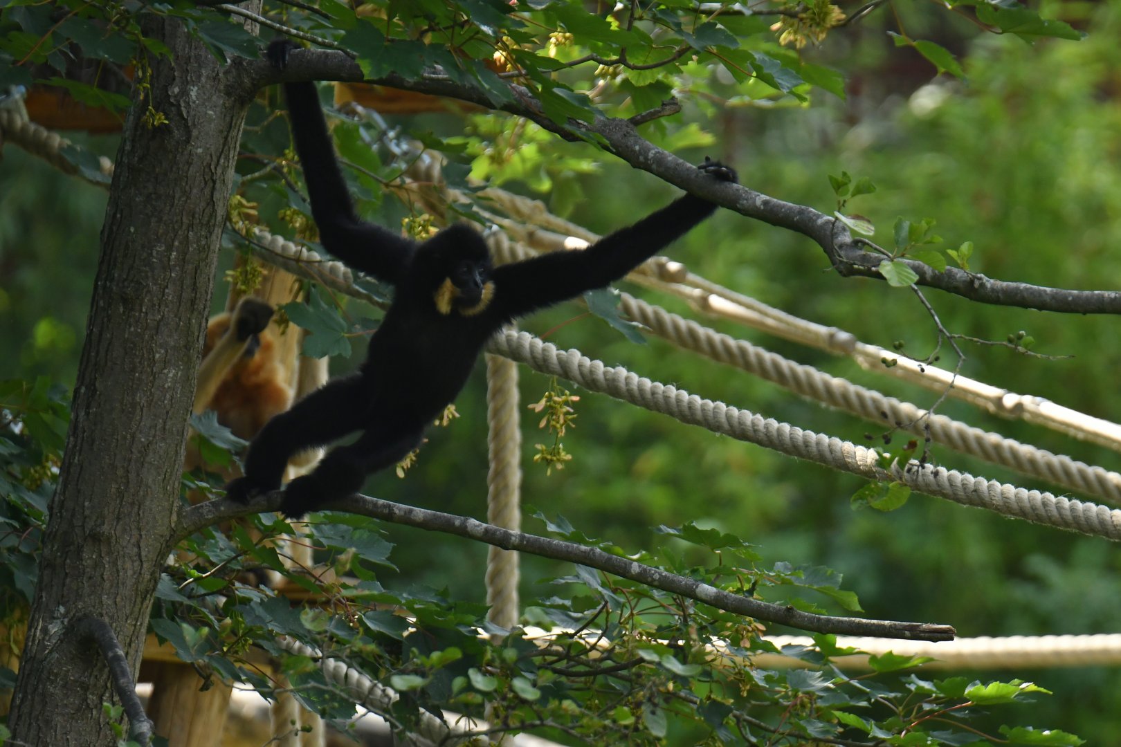 Buff-cheeked gibbon (Nomascus gabriellae)