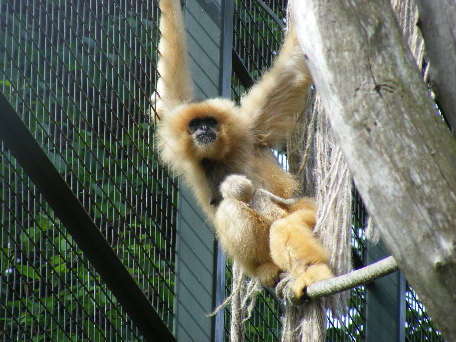 Buff-cheeked gibbon with baby at Edinburgh Zoo, 21 May 2010