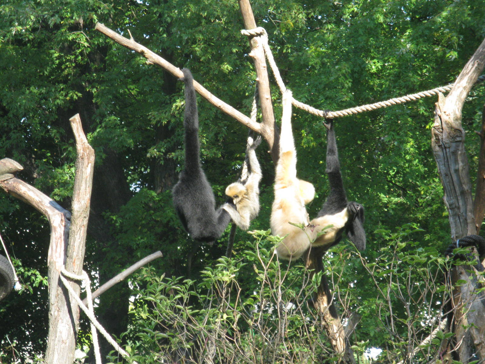 Buff-cheeked gibbon