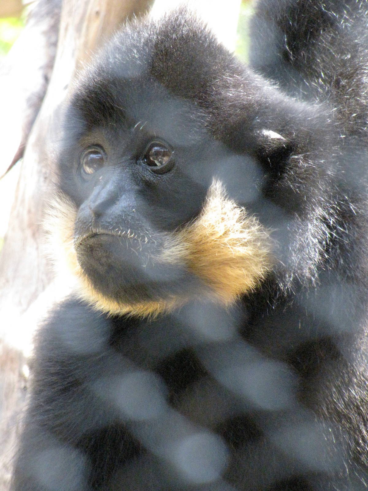 Buff-cheeked Gibbon