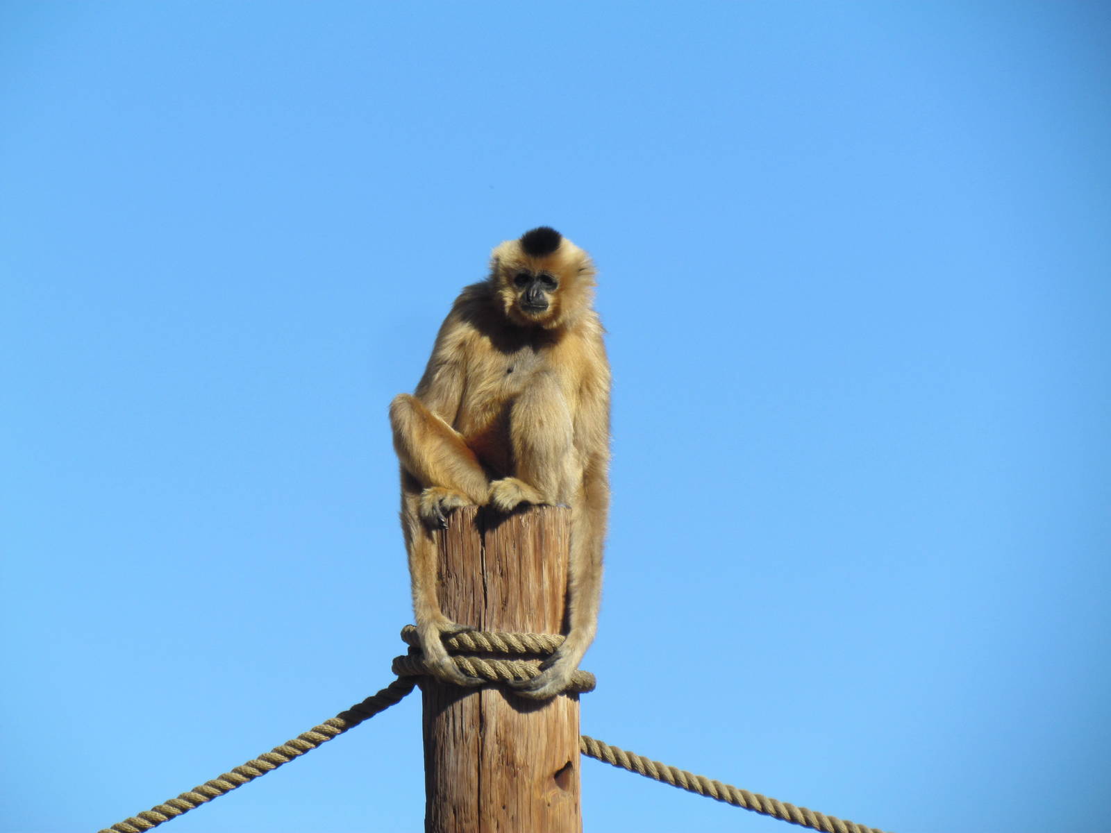 Buff-cheeked Gibbon