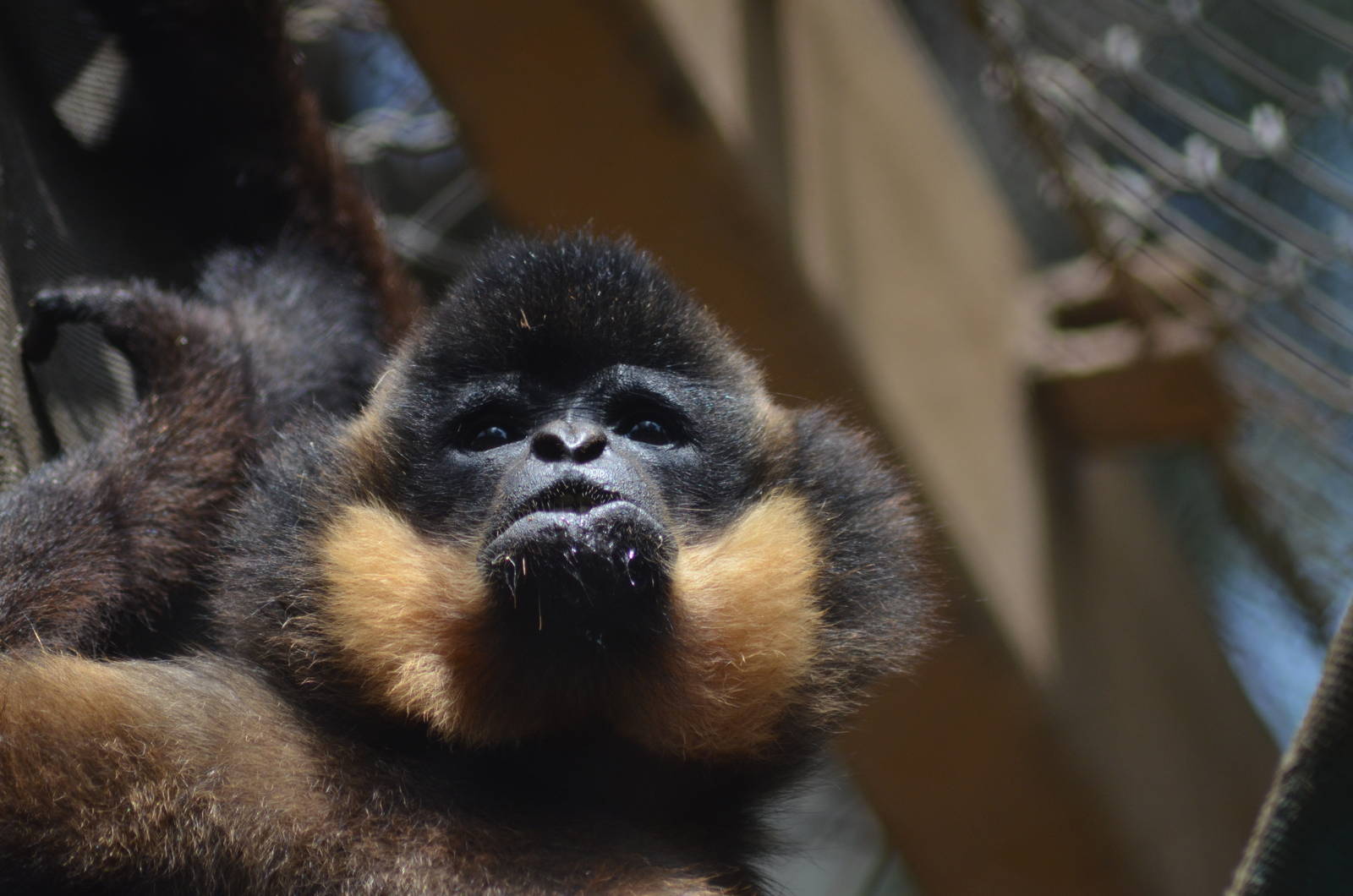 Buff-cheeked Gibbon