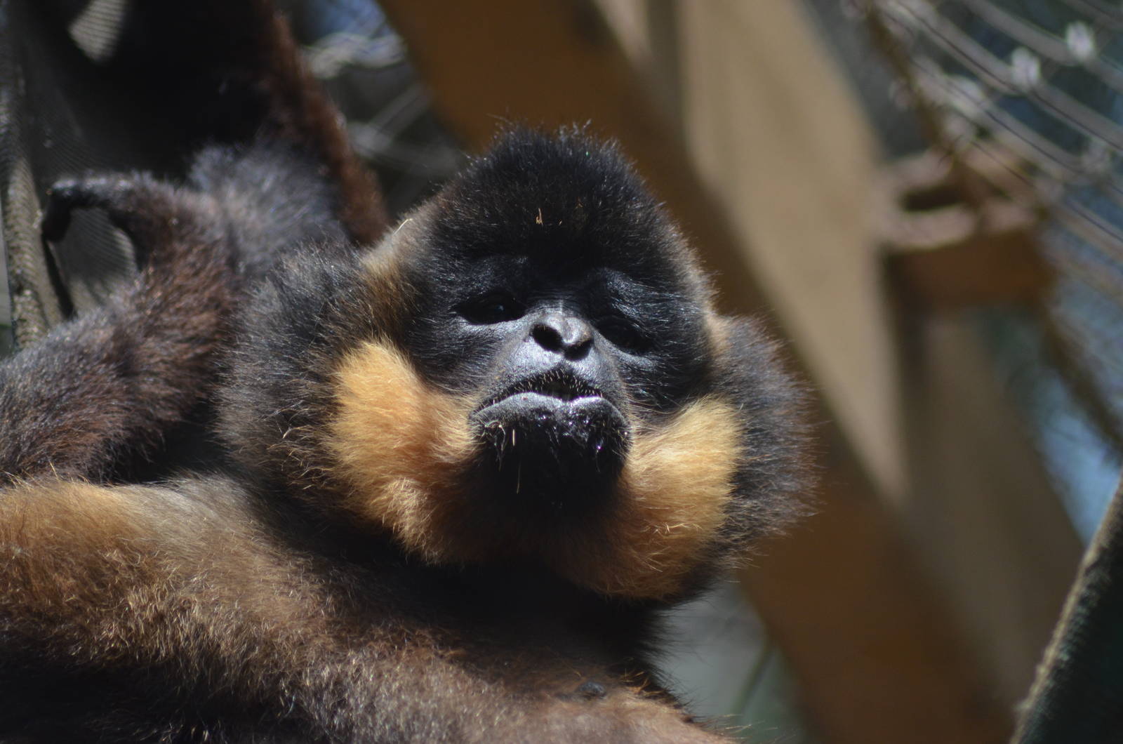 Buff-cheeked Gibbon
