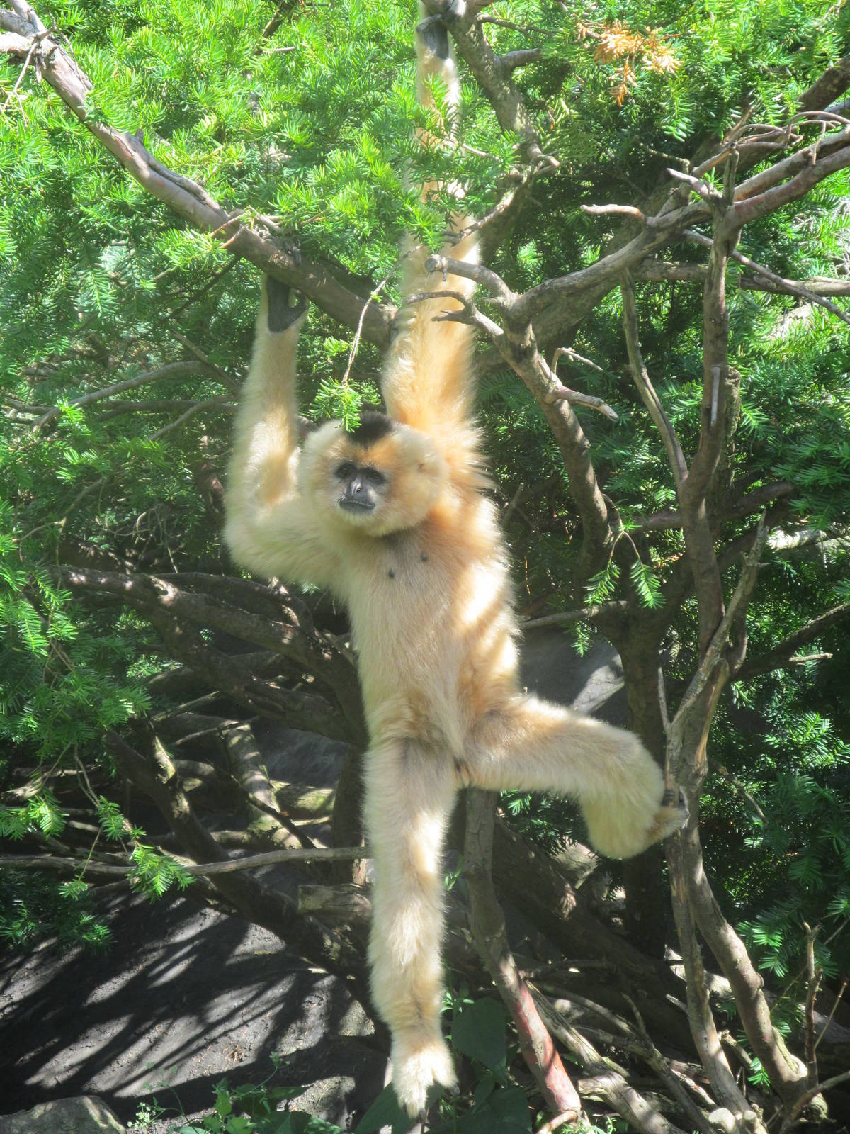 Buff Cheeked Gibbon
