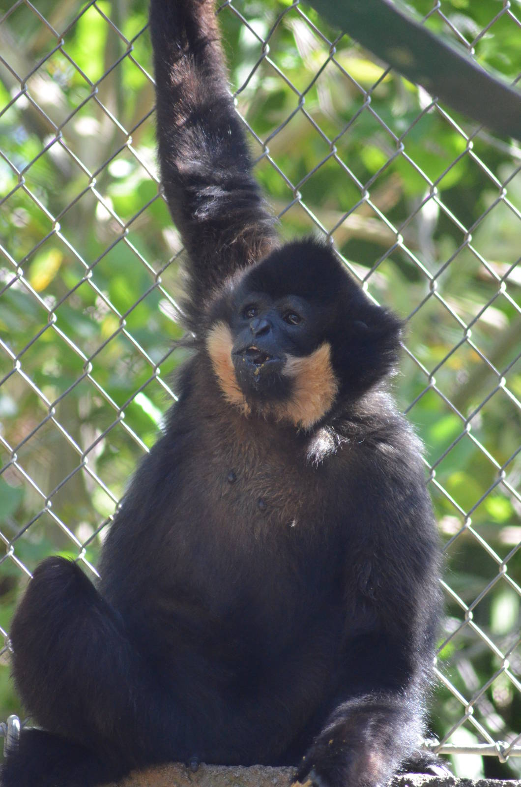 Buff-cheeked Gibbon