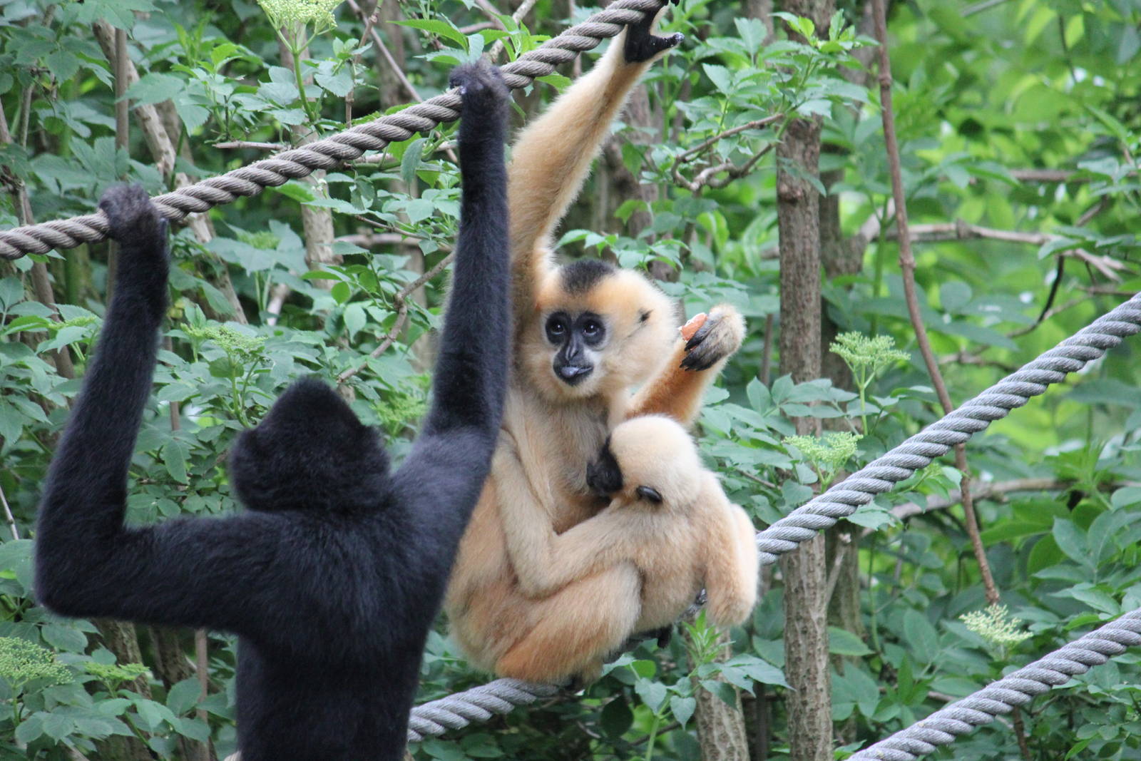 Buff-cheeked gibbon