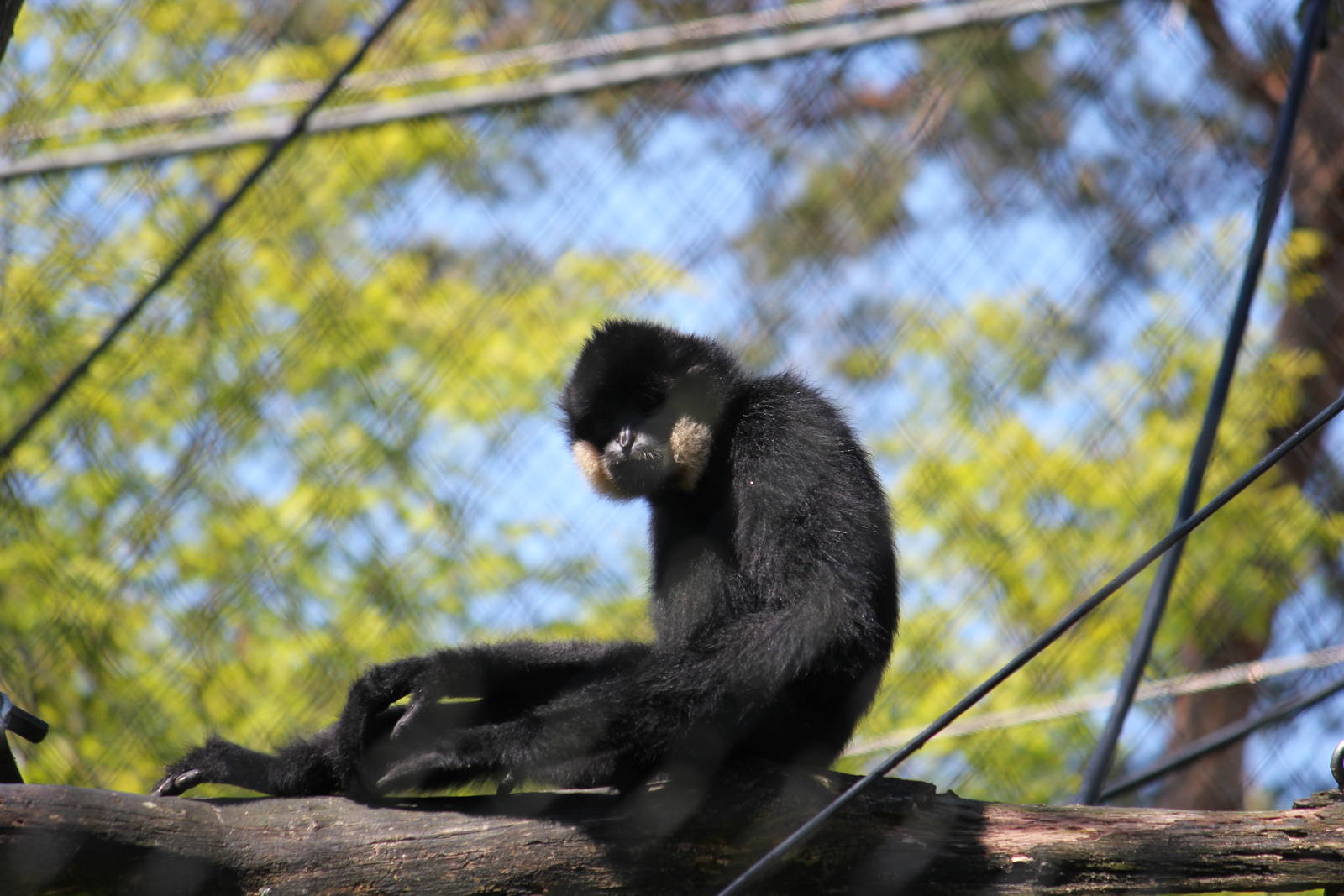 Buff-cheeked gibbon