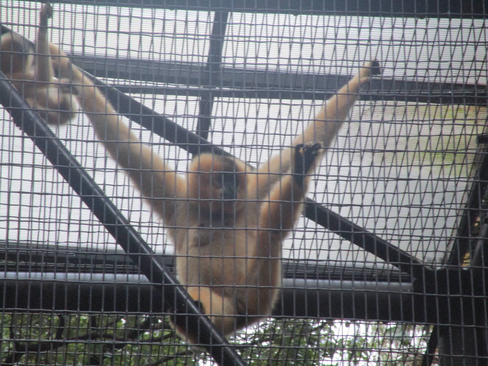 Buff-cheeked Gibbon