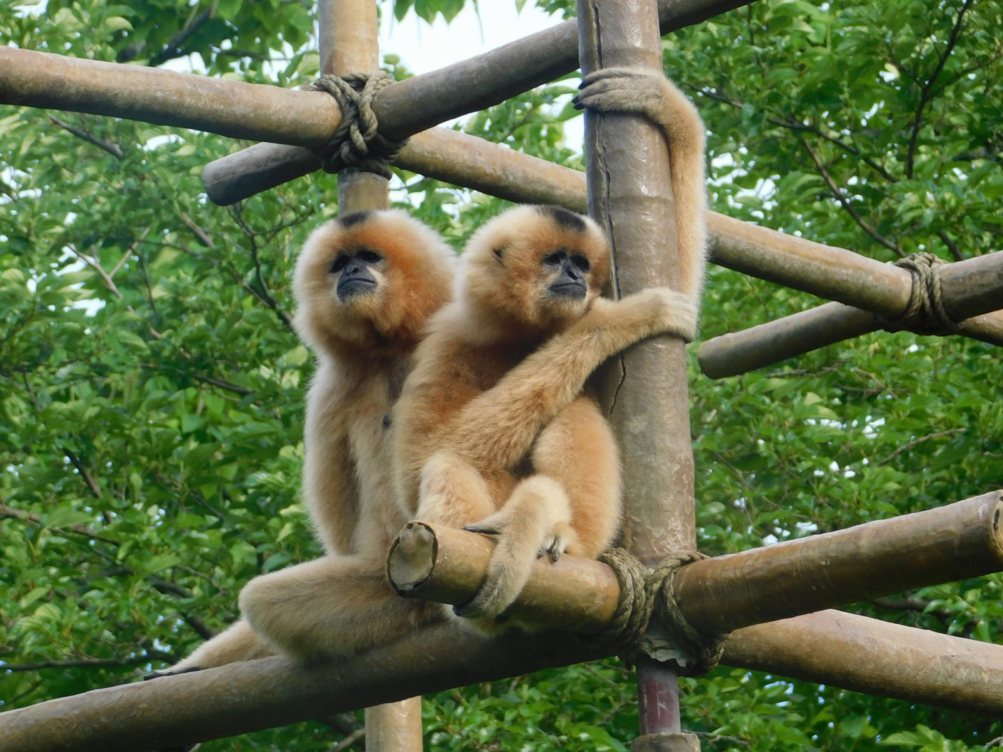 Buff-Cheeked Gibbon