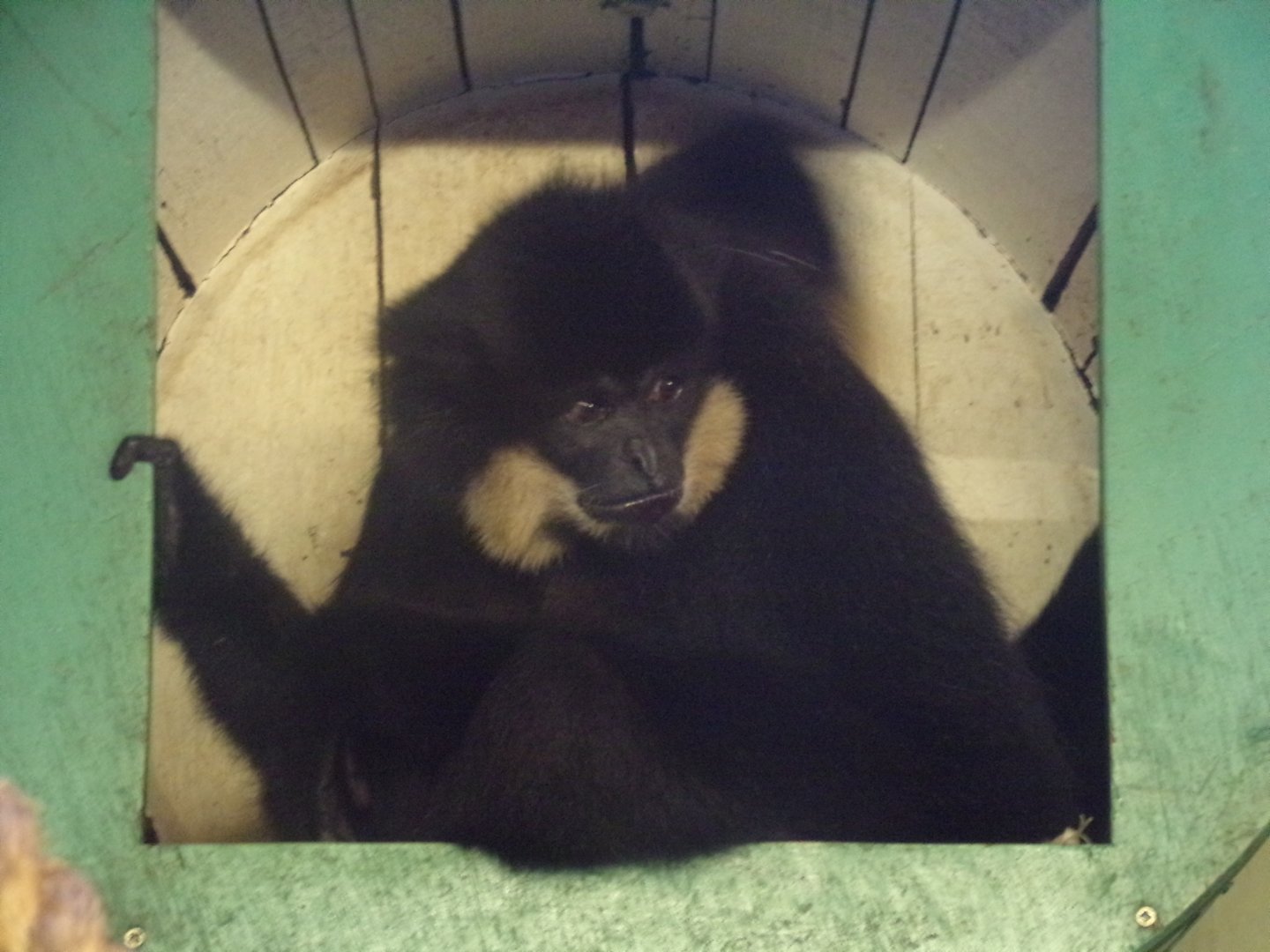 Buff-cheeked gibbon