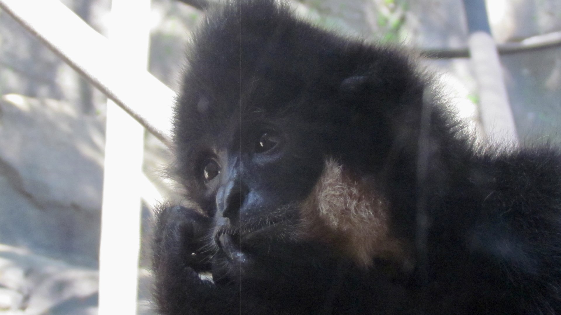 Buff-cheeked Gibbon
