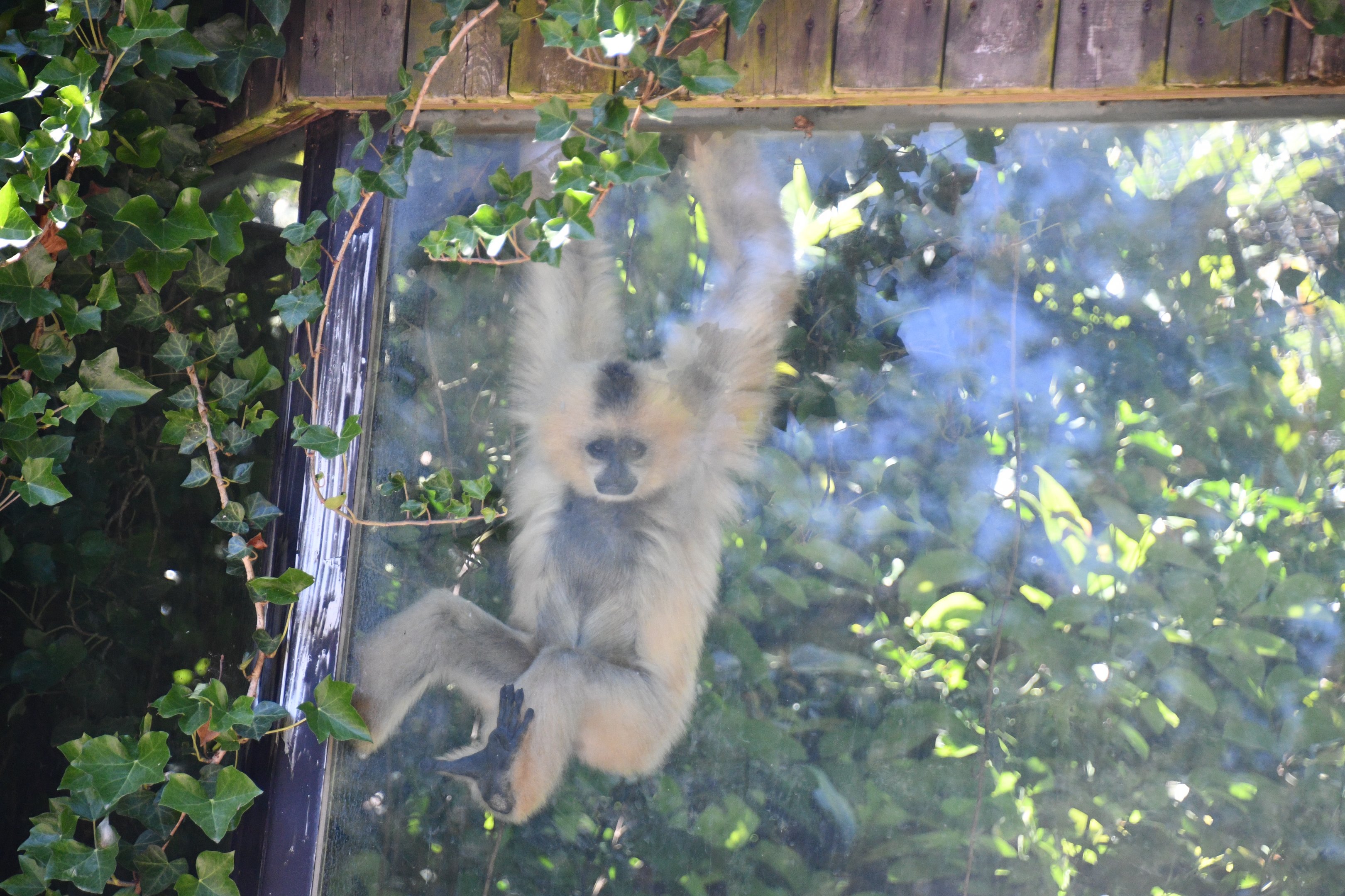 Buff-cheeked Gibbon