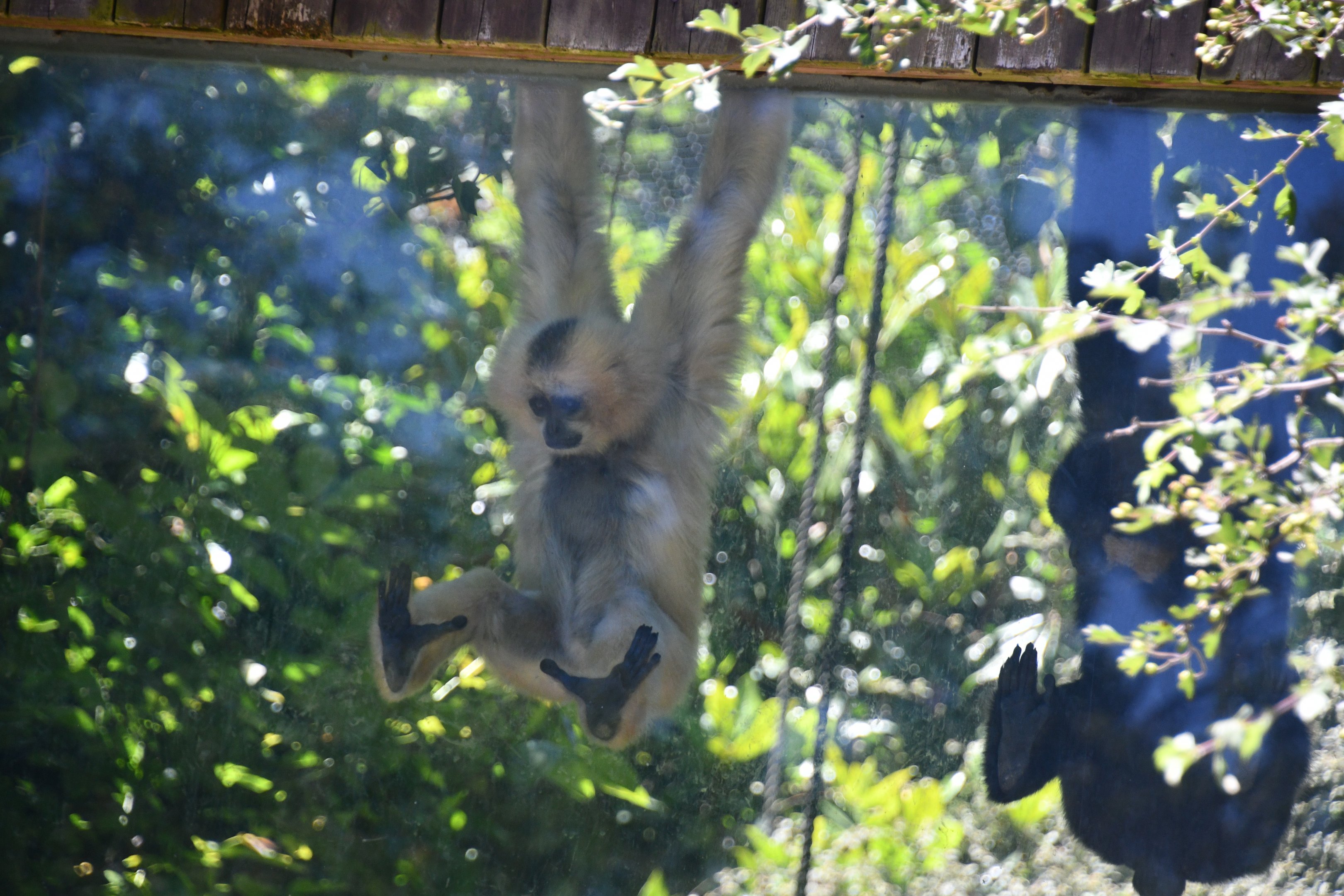 Buff-cheeked Gibbon
