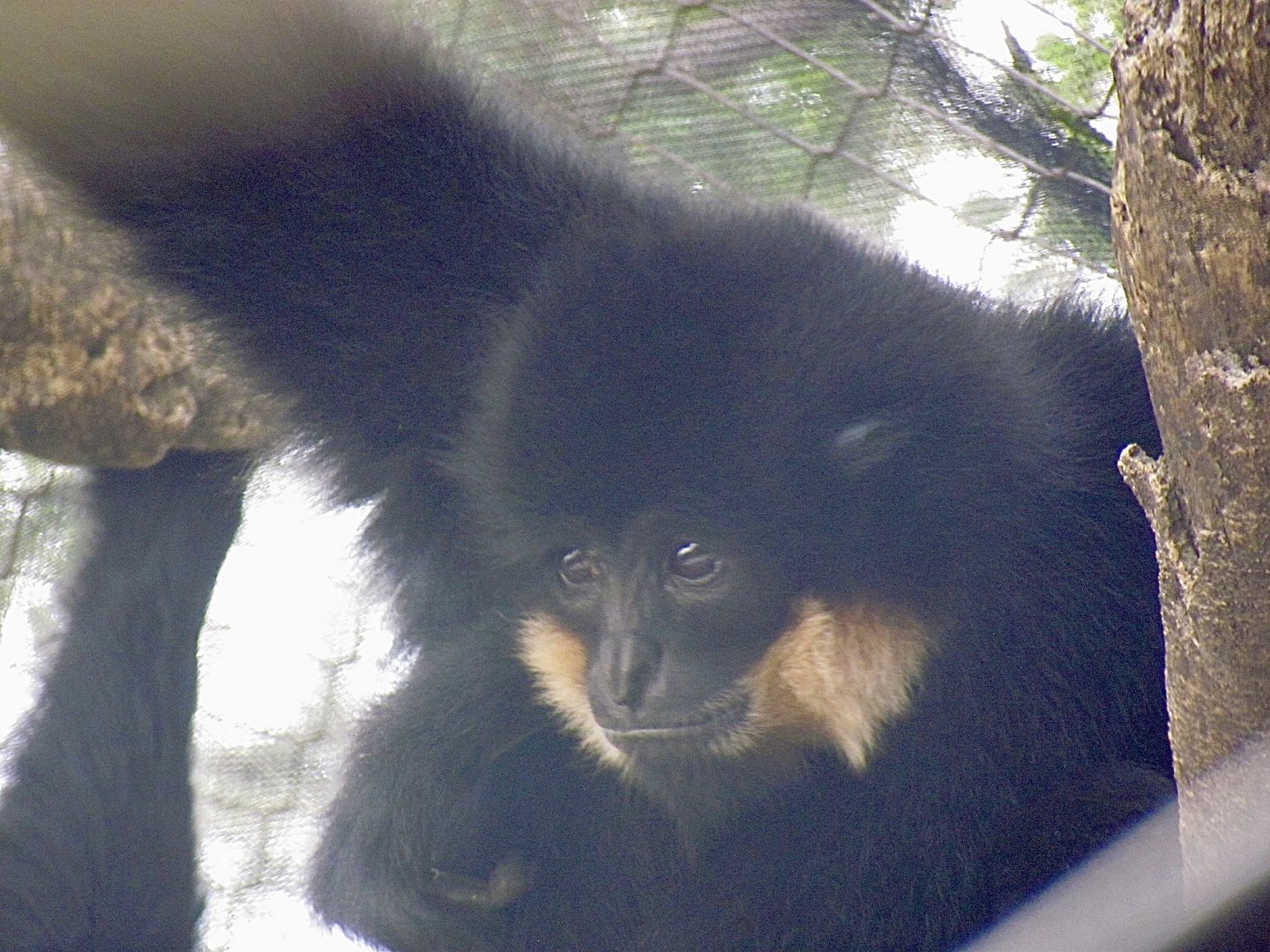 Buff-cheeked Gibbon