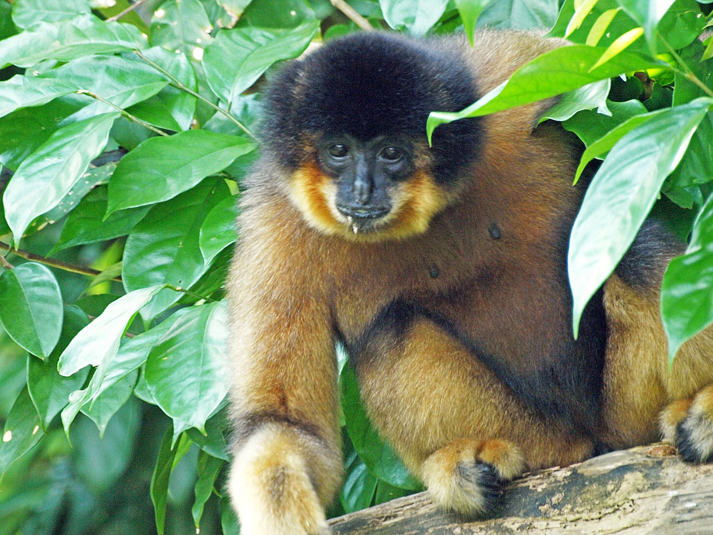 Buff-cheeked gibbon
