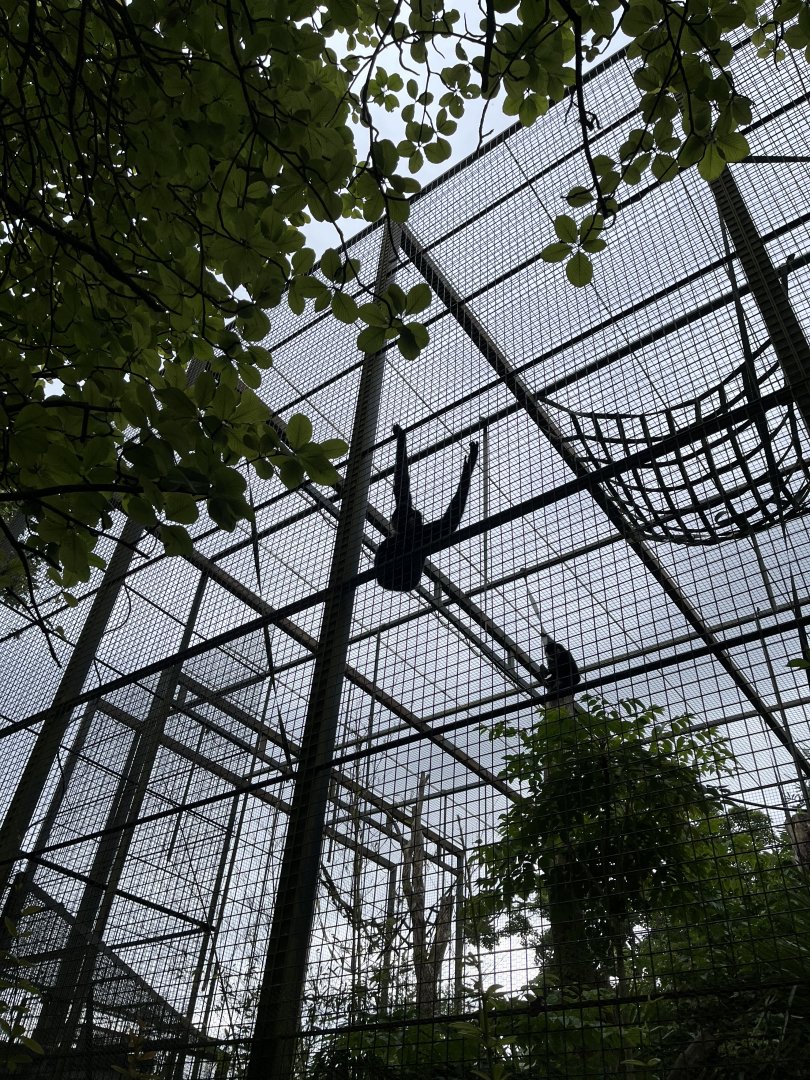 Buff-cheeked gibbons 18.7.24