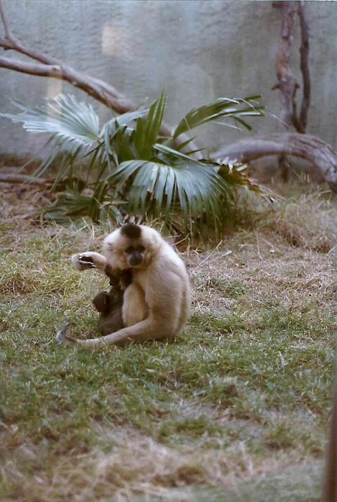 Buff-cheeked Gibbons - 1982