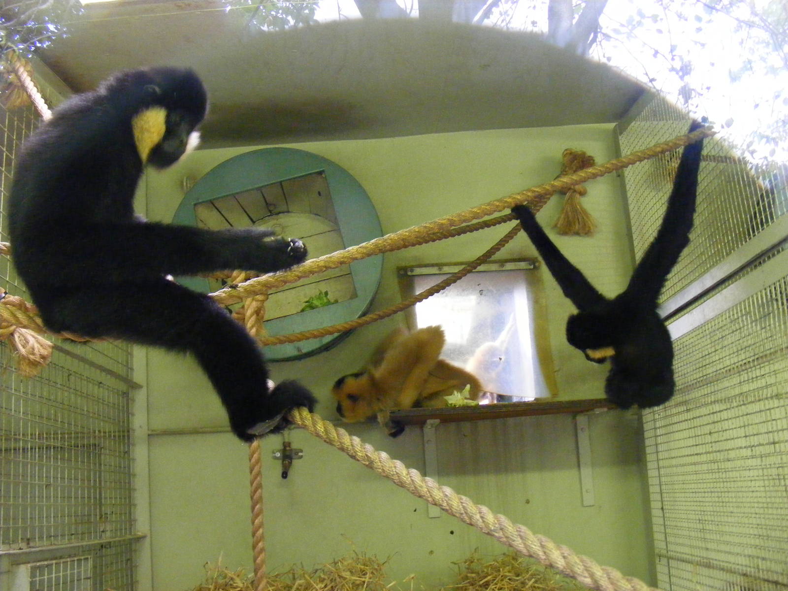 Buff-cheeked gibbons at Edinburgh Zoo, 2 October 2010