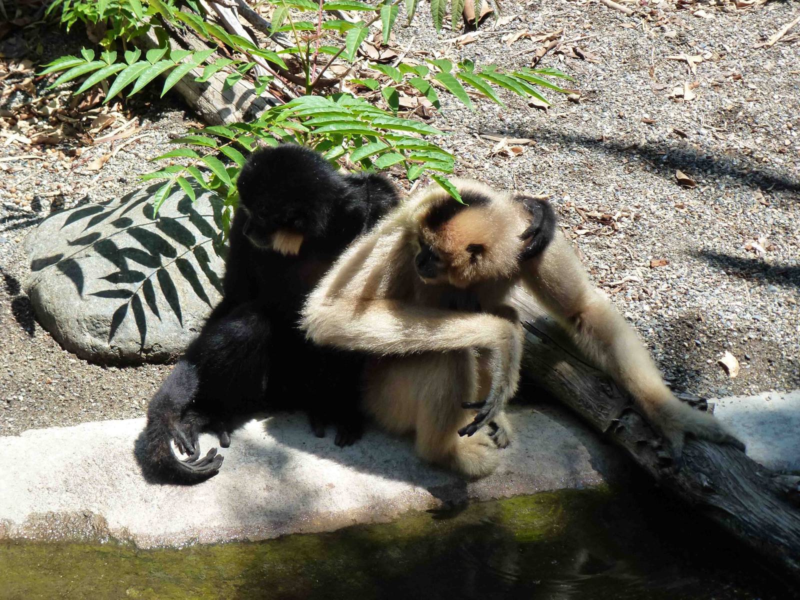 Buff-cheeked gibbons, July 2013.