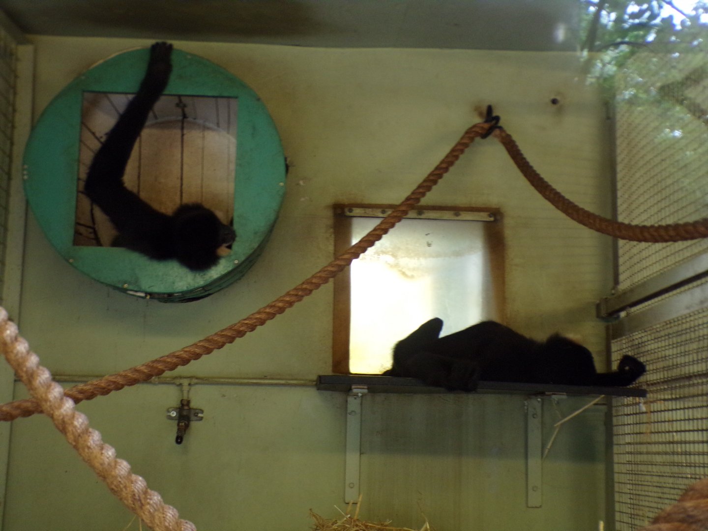 Buff-cheeked gibbons relaxed 14.8.23