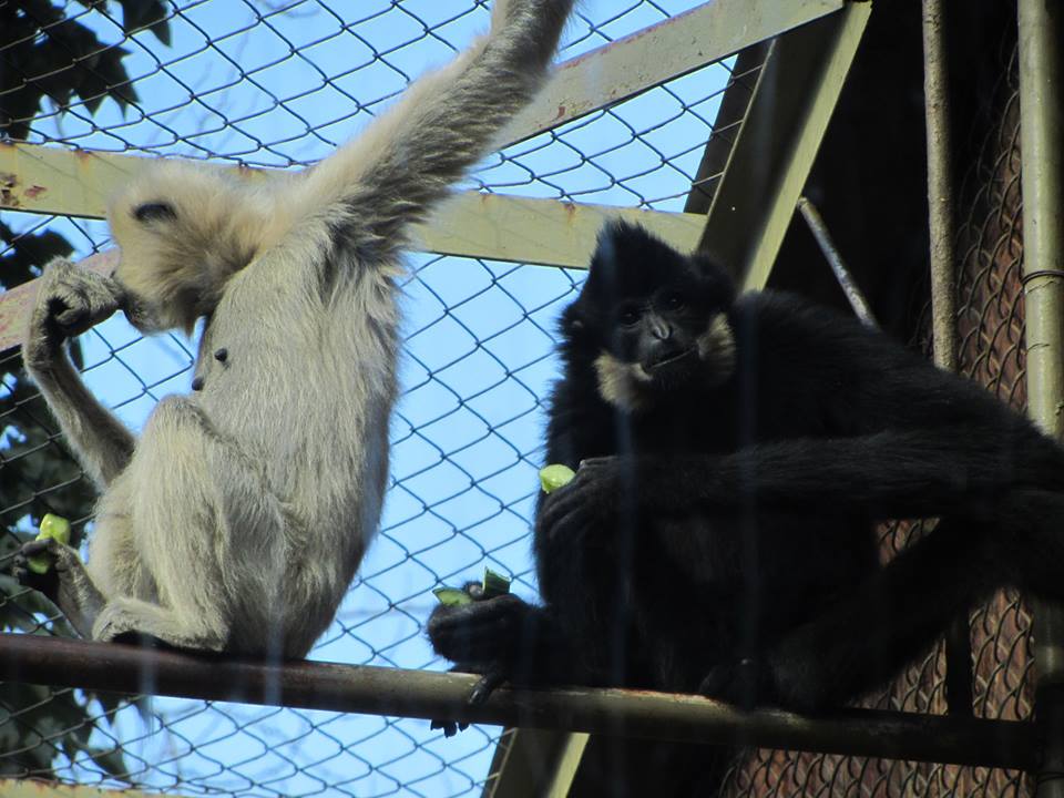 Buff-cheeked Gibbons