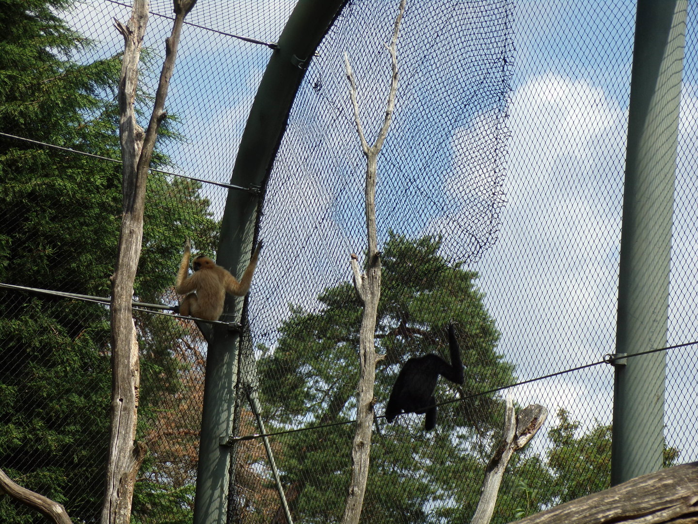 Buff-Cheeked gibbons