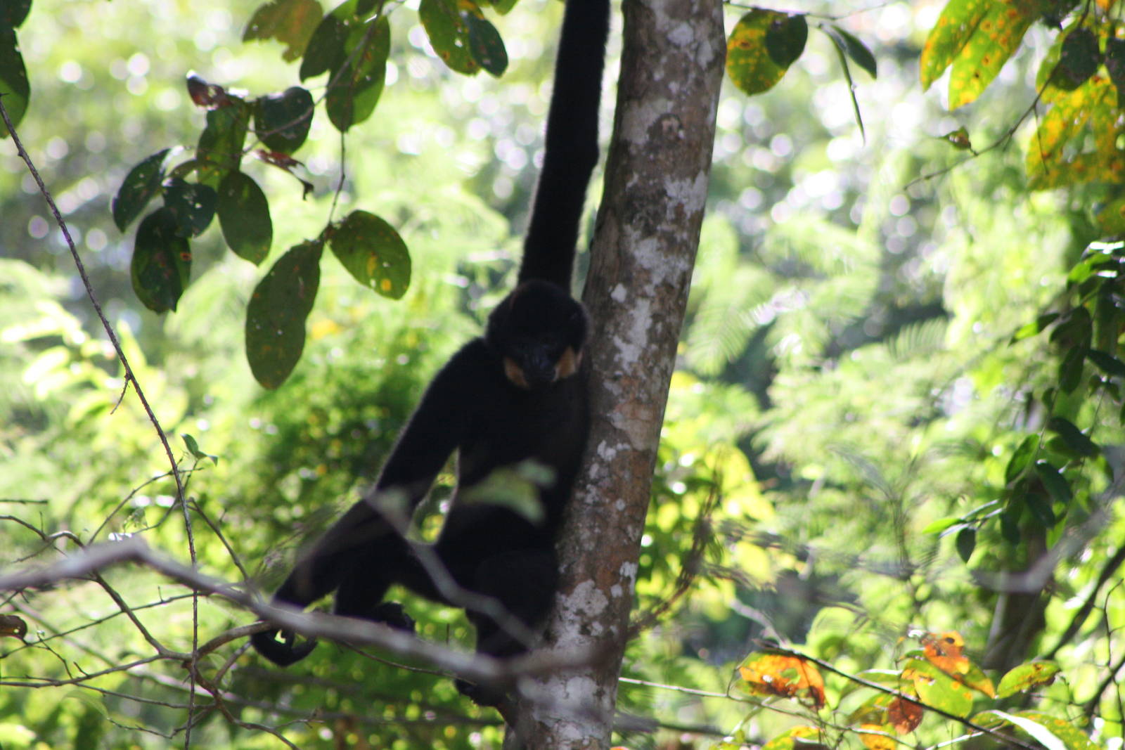 Buff-cheeked Giibon (Nomascus gabriellae)