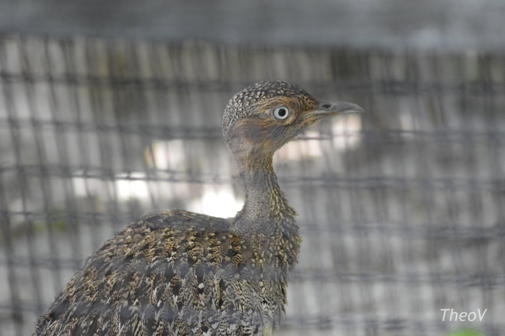 Buff-crested bustard [2017]