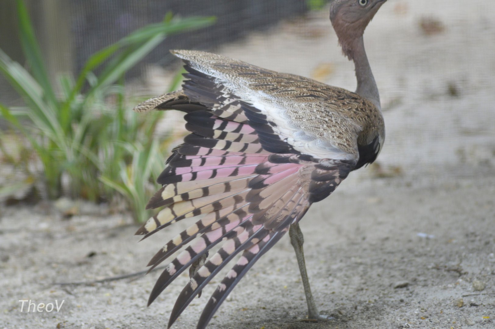 Buff-crested bustard [2017]