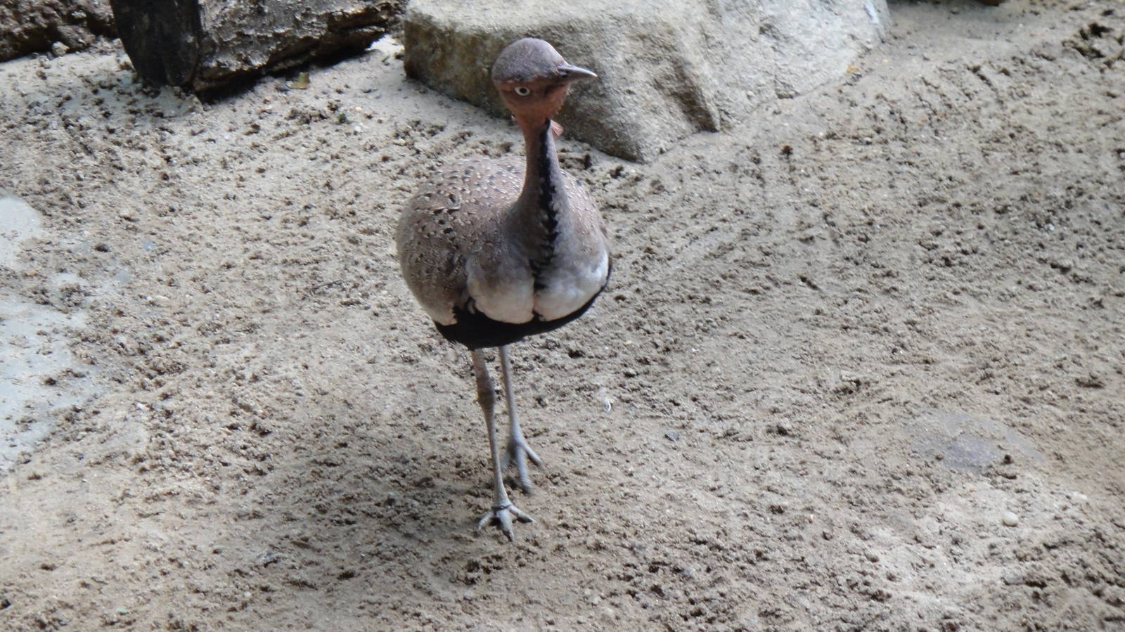 Buff-crested bustard at Philadelphia zoo 2015-03-08